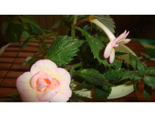 �������� Cytro