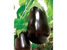 �������� ����� 5,6 ����. - 0,2 ��..jpg