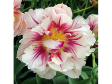 22,43���. ������� ������� ���������(��� 10 ��. ���������� ������ 5��.)���16.jpg