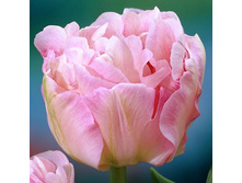 ������� �������� 11-12 (10��) ������ ���� 262,82 ��� ����� ���� 223,40 ���.jpg