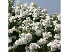 Guirlande d'Amour-8,35