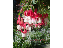 ������ Wilson's Pearls