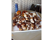 IMG 20160910 154758.jpg