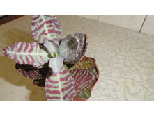 �������� ���������, ��� ����������� (Kalanchoe mamorata)- ����  ...