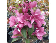 ������ ���������� �������.jpg