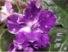 ��-��������