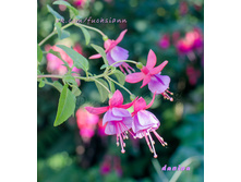 ������ Danina