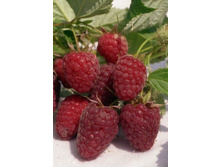 500x500.���������� 1�� 190�.jpg