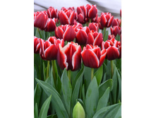 ������� ������ ��� ������������ ������. ����� ������ �� ���������.JPG