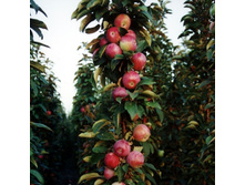 ������ ������� ������ -250�.jpg