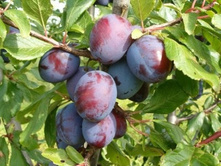 ����� �������� ������-230�.jpg