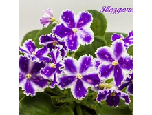 ���� ����� ����������2