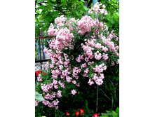 ����� Heavenly Pink 110��-23,66.jpg