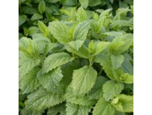 �������-�������������-��������� 6,20 ���. - 0,2 ��.jpg