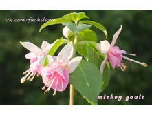 ������ Mickey Goult