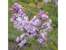 ������ hyacinthiflora Anabel