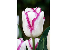 25,99���. ������� ������(��� 10 ��. ���������� ������ 5��.).jpg