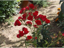 ������� ������� ���������