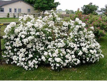 Darlow's Enigma-10,14