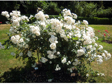 Jacqueline Humery-10,14