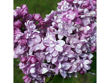 ������ ���� ������ ������������ ��� 3.5 � Syringa vulgaris Addie Tischler