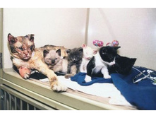 ������ �� ������ ����� �����