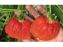 ��������� ���� 35���. (�������� 1 ������).jpg