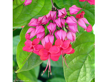 ������������ ������������� (Clerodendrum speciosissimum) - ������ �������� ....