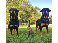 ��� ���� ��������