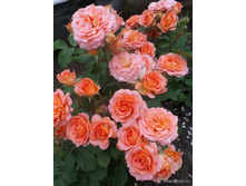 Vivienne Westwood (���� 2)