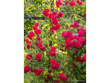 ����� Chrimson Shower 140 ��-30,42.jpg