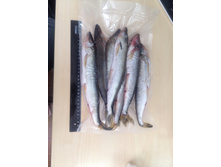 ������� 19-30 ��. ��� ����, �������������, �/�, 1 ��