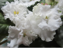 ����� 003.jpg