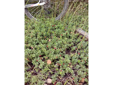 IMG 20160909 132216.jpg