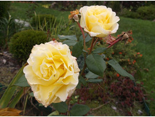 �������� (����������)