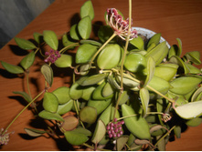 tsangii