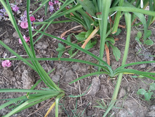 ��̣��� ���������