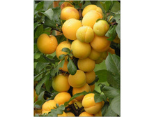 ����� ����-230�.jpg