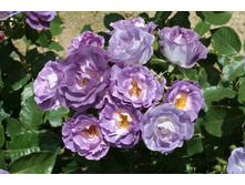 ����� Blue for You-110��-23,66.jpg