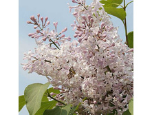 ������ California Rose