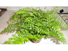 ��������� 'Parvati ( Asplenium parvati)