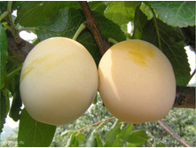 ����� ����-230�.jpg