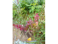 �������� �������