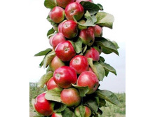 ������ ������-230�.jpg