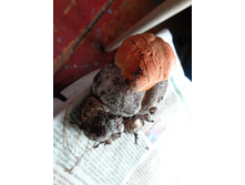 DSC04014.JPG