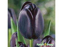 ������� ���� ��� 156 ���. ��. (� ��� 5 ��.) �������� � ���� � ���������. ����� ����������� ��������. ������ 1 ��� 2 �������� ��� �����.