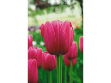 ������� ������� ������� 12+ (5��) ������ ���� 196,26 ���. ����� ���� 167 ���