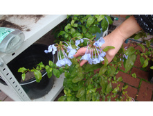 ��������� �������