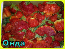 ��������� ���� 35���. (�������� 1 ������).jpg