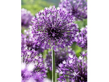 93,4���. ��� �����. ���������(�������� ���� �� 2 ��., ����������� ����� 1��.).jpg